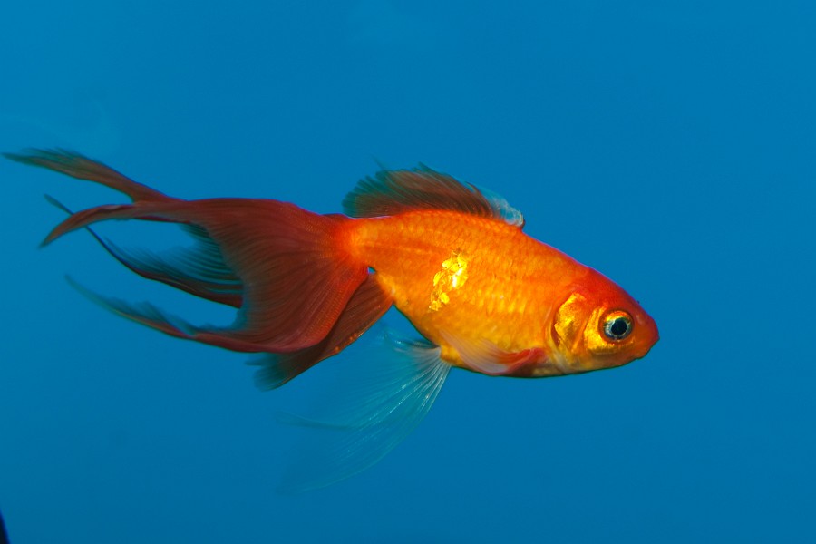 Goldfish (Carassius auratus) in Aquarium against Blue Background